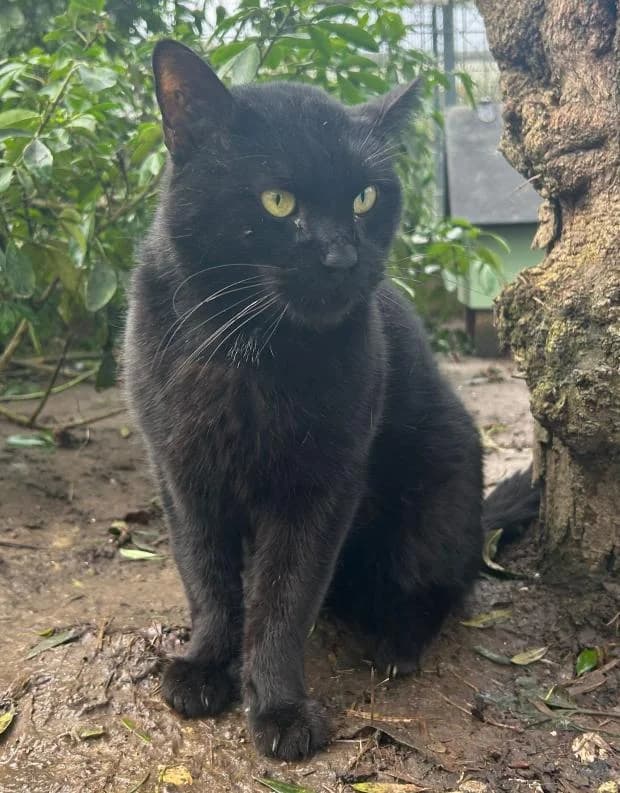 Portos, European Shorthair (Fondation Brigitte Bardot)