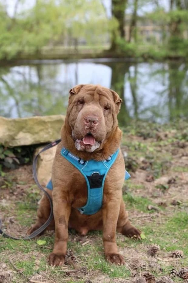 Pantone, male Shar Pei for adoption at Fondation Brigitte Bardot, Paris