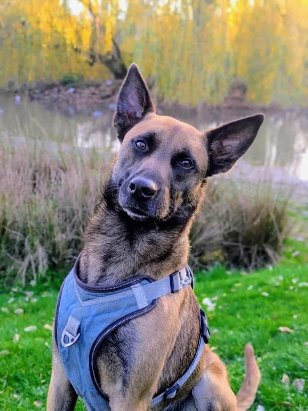 Ultron, Mixed Breed (Fondation Brigitte Bardot)