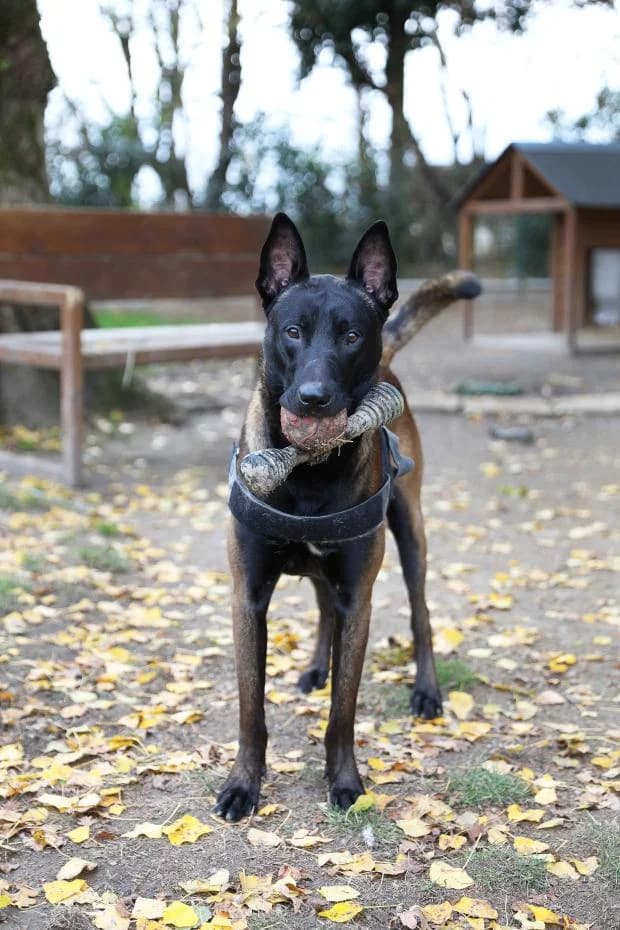 Odex, male Mixed Breed for adoption at Fondation Brigitte Bardot, Paris