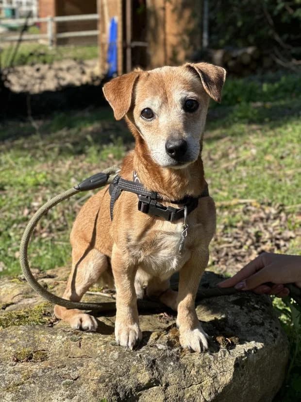 Maurice, male Jack Russell Terrier for adoption at Fondation Brigitte Bardot, Paris