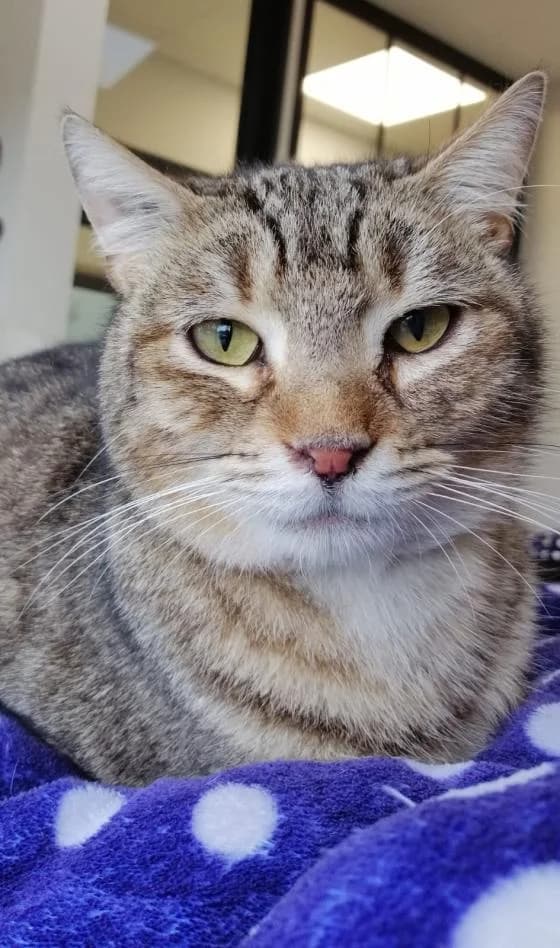 Monoi, male Mixed Breed for adoption at Fondation Brigitte Bardot, Paris