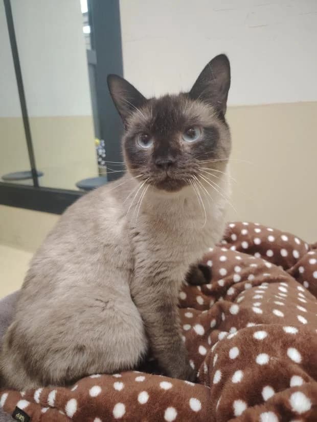 Dominique, male Siamese for adoption at Fondation Brigitte Bardot, Paris