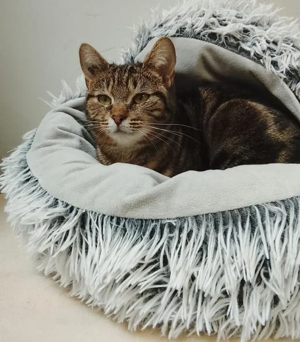 Noumea, European Shorthair (Fondation Brigitte Bardot)