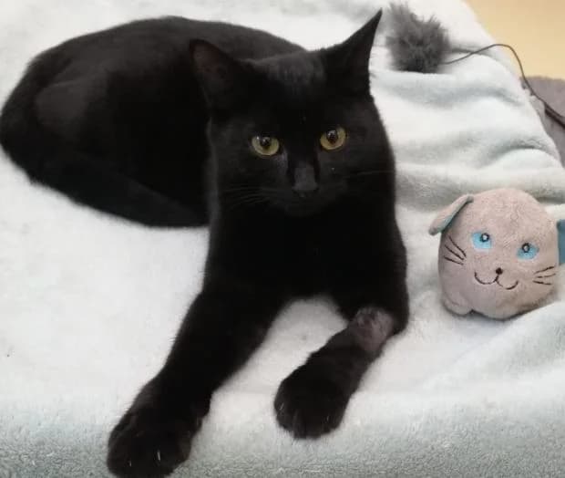 Nema, female Mixed Breed for adoption at Fondation Brigitte Bardot, Paris