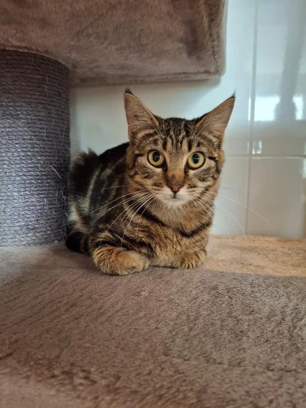 Napoleon, male Mixed Breed for adoption at Fondation Brigitte Bardot, Paris