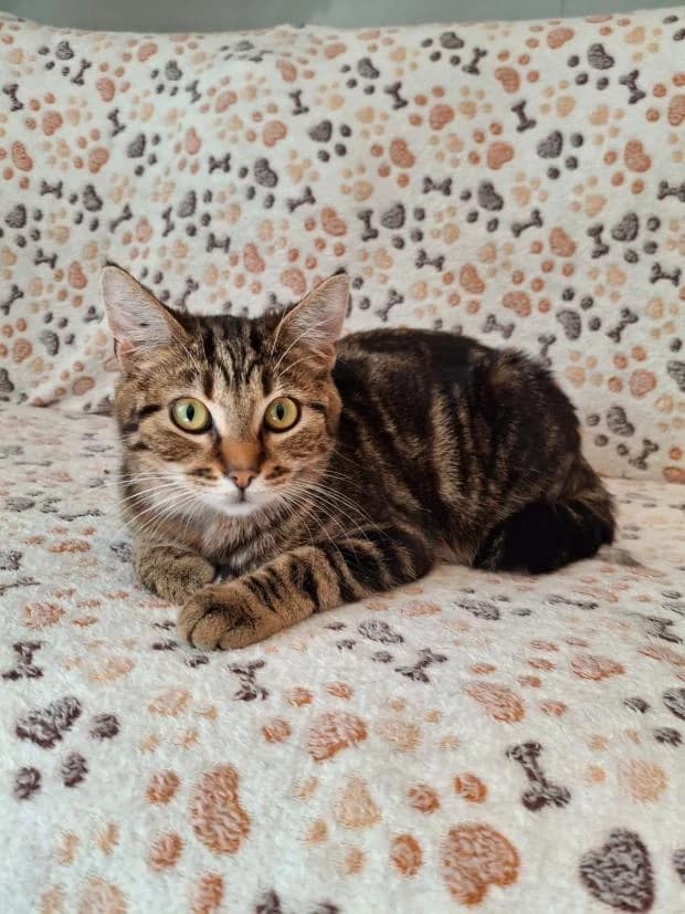 O'Malley, male Mixed Breed for adoption at Fondation Brigitte Bardot, Paris