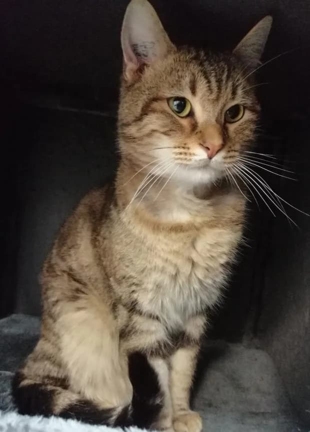 Joyca, male European Shorthair for adoption at Fondation Brigitte Bardot, Paris