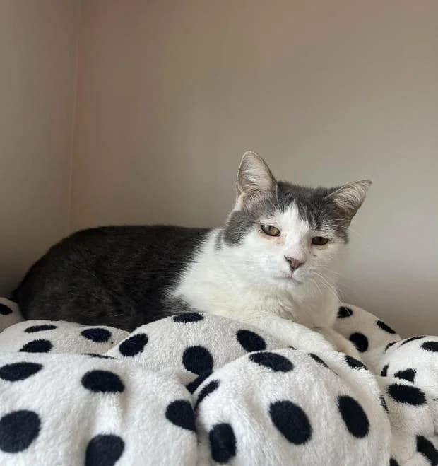 Oliver, male Mixed Breed for adoption at Fondation Brigitte Bardot, Paris