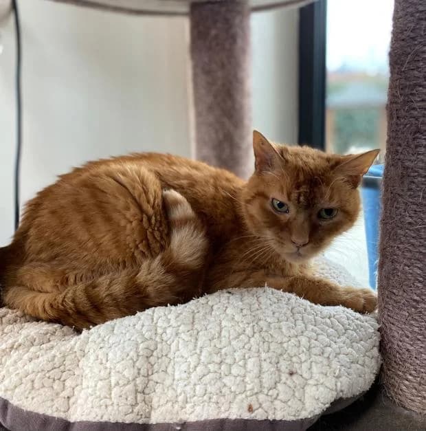 Caramel, Mixed Breed (Fondation Brigitte Bardot)