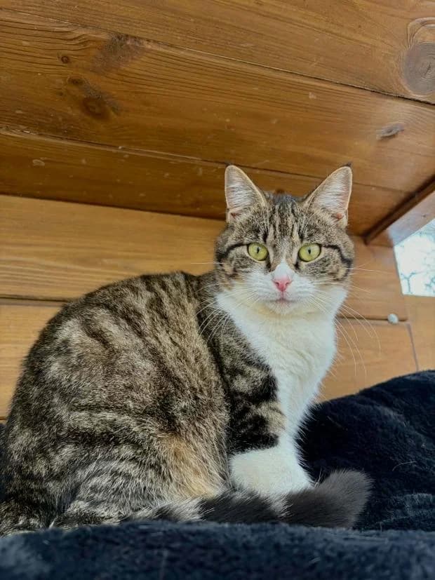 Aurore, female European Shorthair for adoption at Fondation Brigitte Bardot, Paris