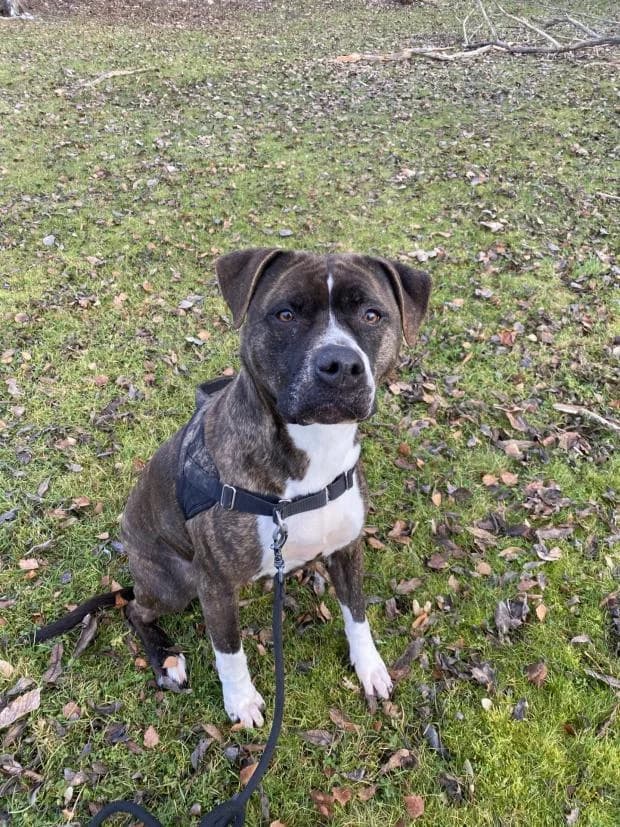 Naya, female Mixed Breed for adoption at Fondation Brigitte Bardot, Paris