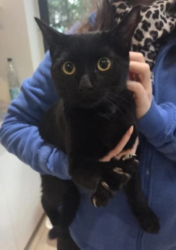 Flamby, male Mixed Breed for adoption at Fondation Brigitte Bardot, Paris