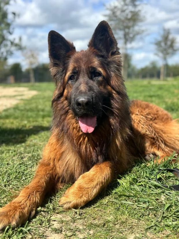 Shawnee, Mixed Breed (Fondation Brigitte Bardot)