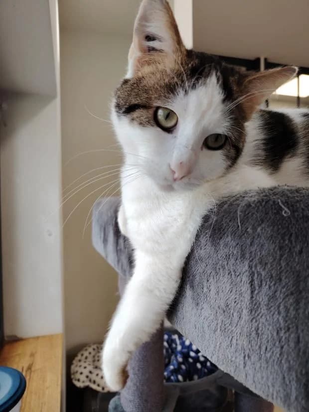 Mastu, male European Shorthair for adoption at Fondation Brigitte Bardot, Paris