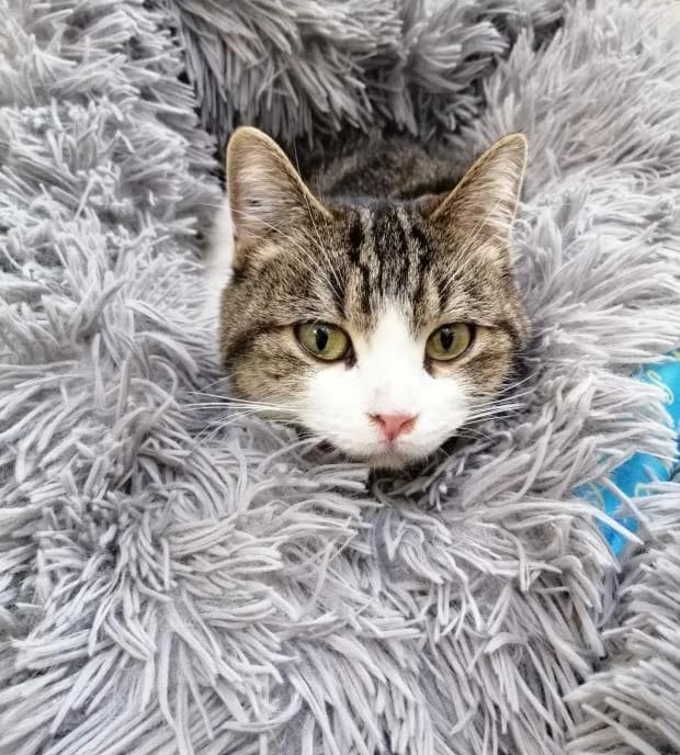 Magla, European Shorthair (Fondation Brigitte Bardot)