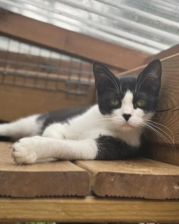 Mylene, female Mixed Breed for adoption at Fondation Brigitte Bardot, Paris
