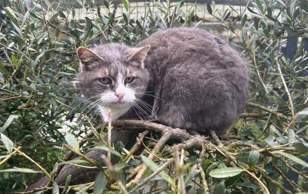 Luna, European Shorthair (Fondation Brigitte Bardot)