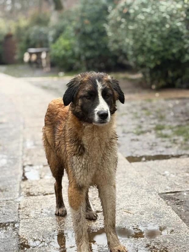 Max, Mixed Breed (Fondation Brigitte Bardot)