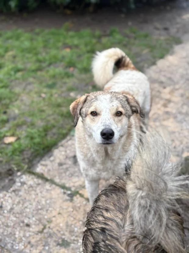 Miranda, Mixed Breed (Fondation Brigitte Bardot)
