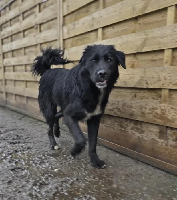 Maurice, Mixed Breed (Fondation Brigitte Bardot)