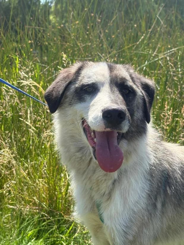 Mark, male Mixed Breed for adoption at Fondation Brigitte Bardot, Paris