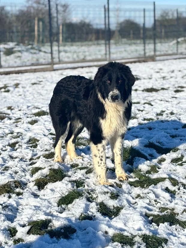 Lars, Mixed Breed (Fondation Brigitte Bardot)