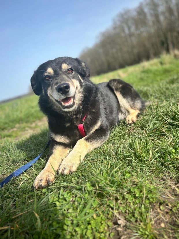 Fiona, Mixed Breed (Fondation Brigitte Bardot)
