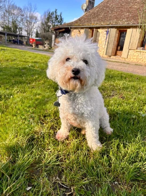Saphir, male Bichon Frisé for adoption at Fondation Brigitte Bardot, Paris