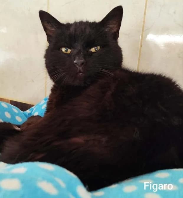 Figaro, Mixed Breed (Fondation Brigitte Bardot)