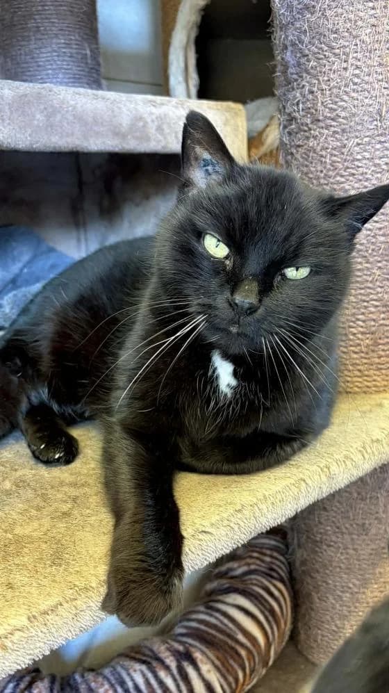 Idefix, Mixed Breed (Fondation Brigitte Bardot)