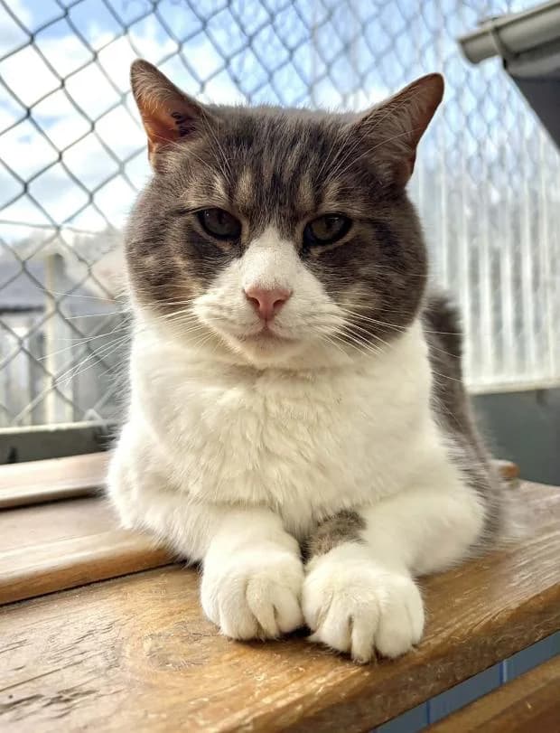 Diablotin, Mixed Breed (Fondation Brigitte Bardot)