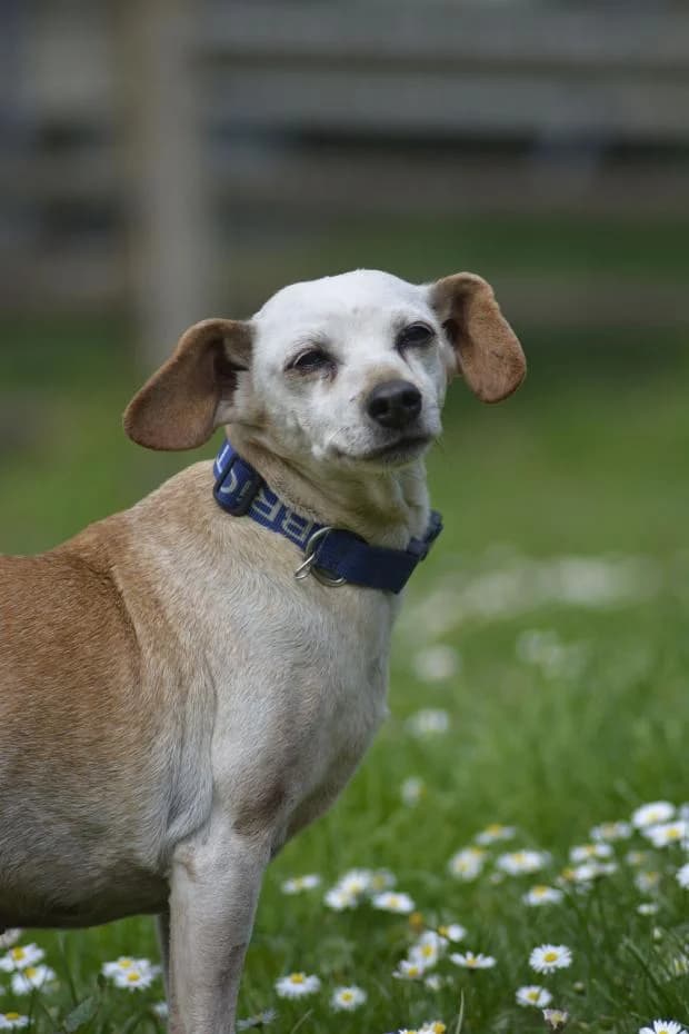 Hana, female senior Mixed Breed for adoption at Fondation Brigitte Bardot, Paris