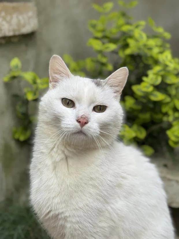 Sivan, Mixed Breed (Fondation Brigitte Bardot)