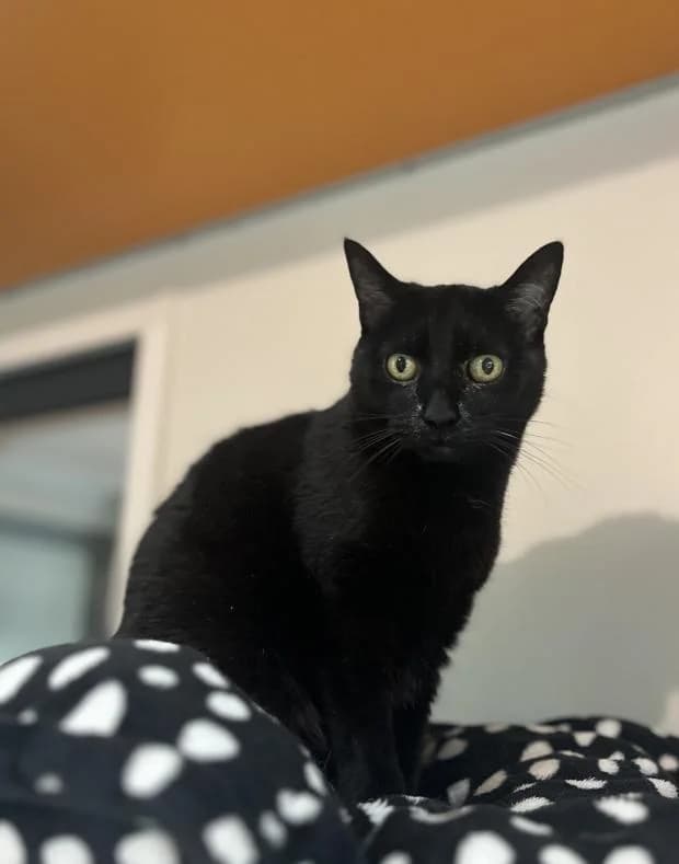 Alice, female Mixed Breed for adoption at Fondation Brigitte Bardot, Paris