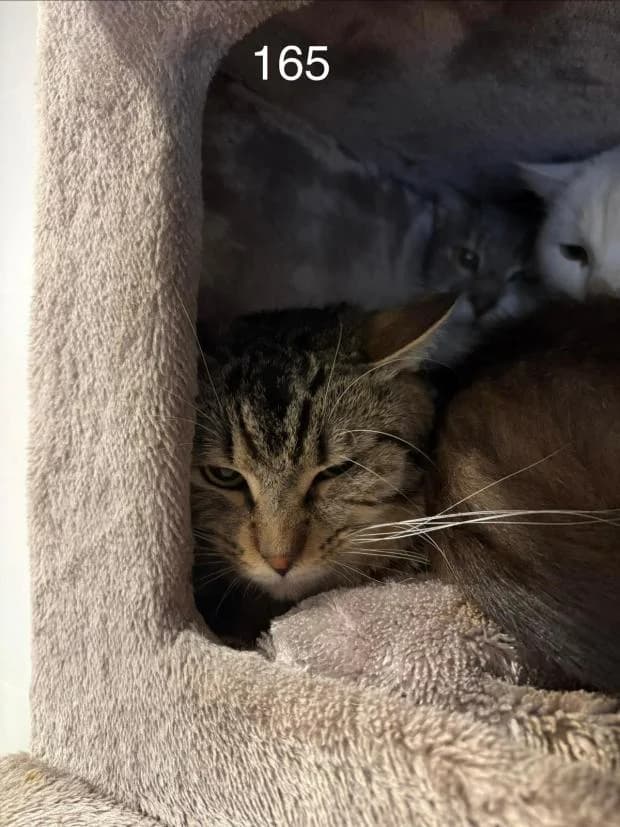 Geoffrey, male Mixed Breed for adoption at Fondation Brigitte Bardot, Paris