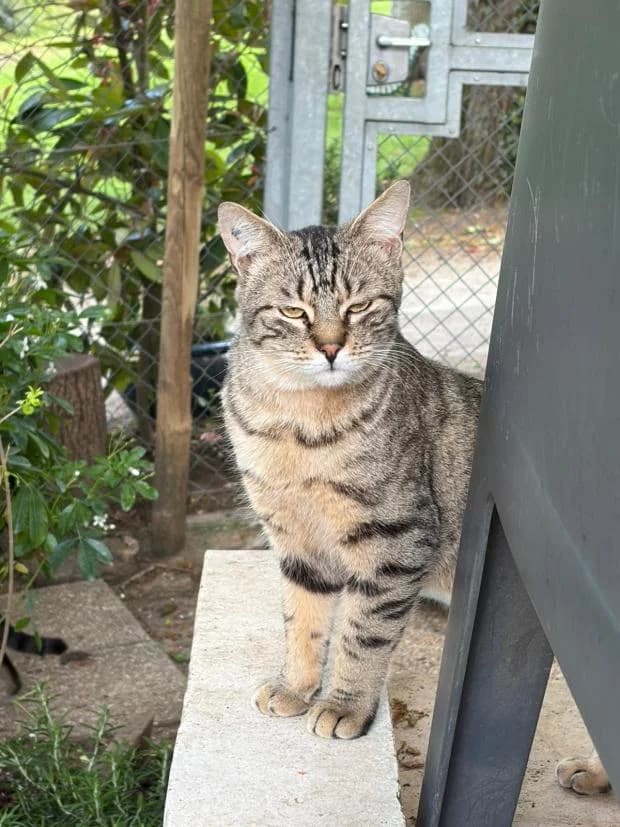 Louis, male Mixed Breed for adoption at Fondation Brigitte Bardot, Paris