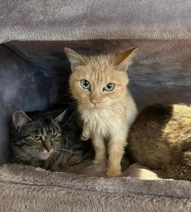 Tair, Mixed Breed (Fondation Brigitte Bardot)