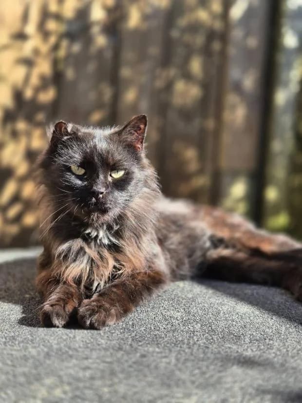 Kevin, European Shorthair (Fondation Brigitte Bardot)