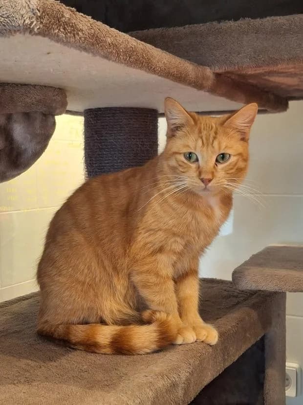 Scott, Mixed Breed (Fondation Brigitte Bardot)