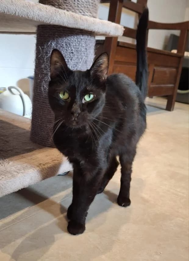 Linda, female Mixed Breed for adoption at Fondation Brigitte Bardot, Paris