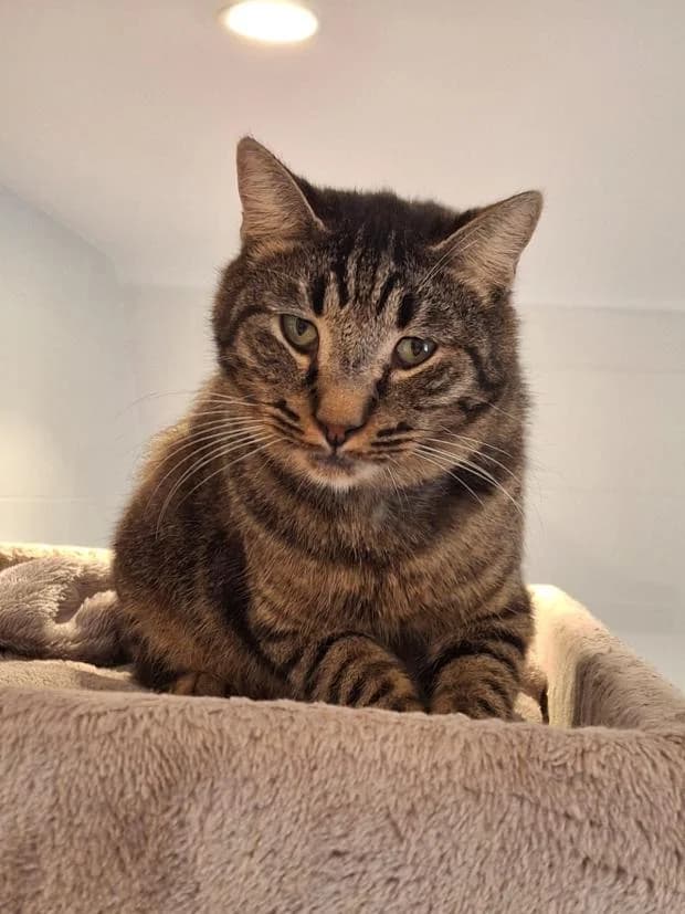 Marco, male Mixed Breed for adoption at Fondation Brigitte Bardot, Paris