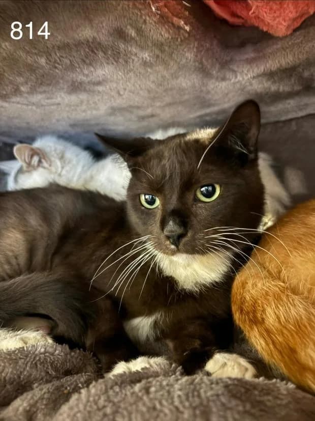 Gaston, male Mixed Breed for adoption at Fondation Brigitte Bardot, Paris