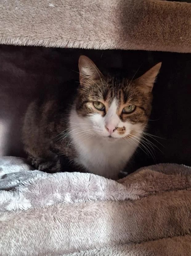 Petel, female Mixed Breed for adoption at Fondation Brigitte Bardot, Paris