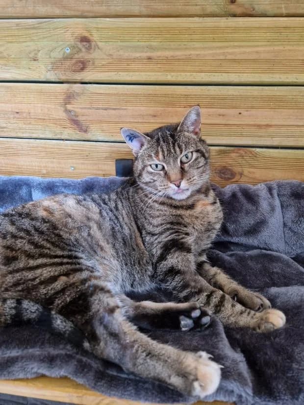 Anis, female Mixed Breed for adoption at Fondation Brigitte Bardot, Paris