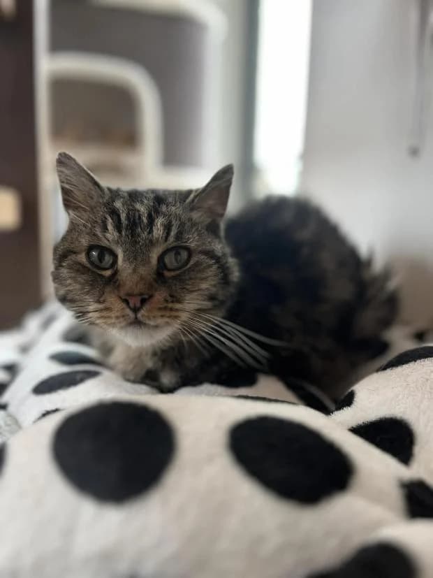 Bebe, European Shorthair (Fondation Brigitte Bardot)
