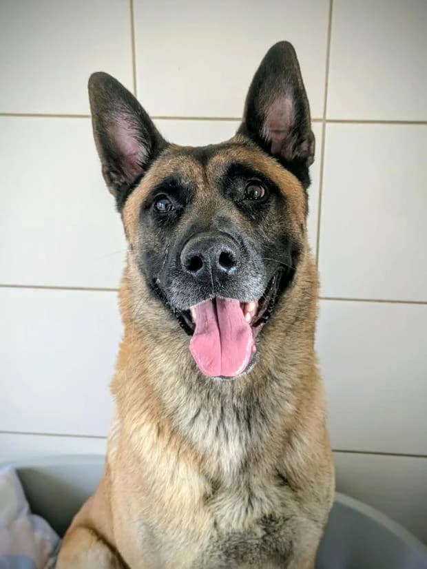 Mowgli, male Mixed Breed for adoption at Fondation Brigitte Bardot, Paris