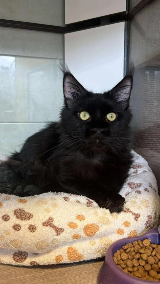 Viviane, female Maine Coon for adoption at Fondation Brigitte Bardot, Paris