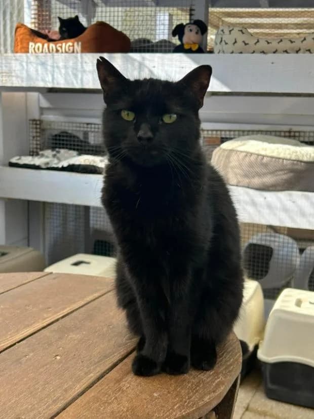Chouchou, Mixed Breed (Fondation Brigitte Bardot)