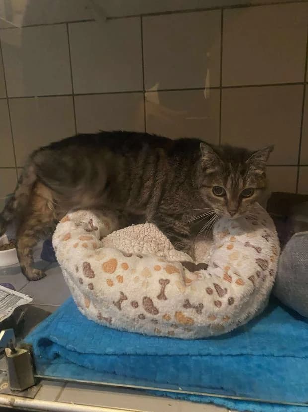 Chacha, Mixed Breed (Fondation Brigitte Bardot)